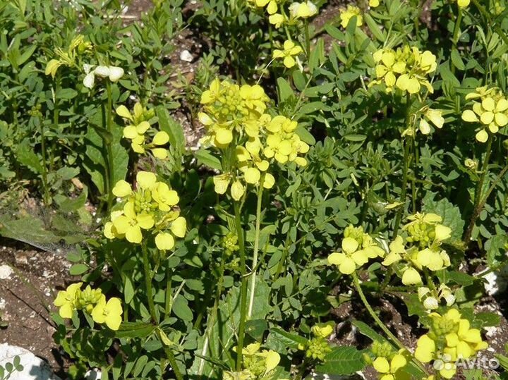 Горчица(семена)