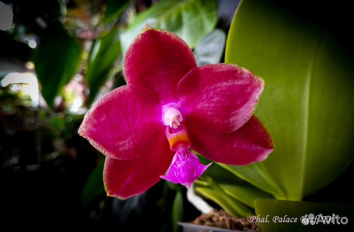 Орхидея Phal. Palace Reef, LD Gigan Sun и другие