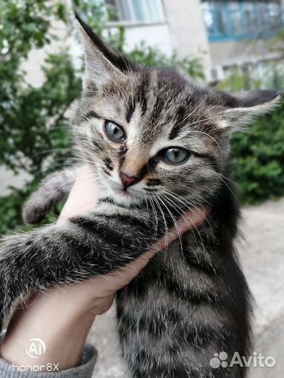 Мальчик в добрые руки