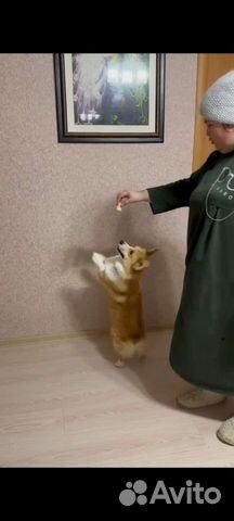 Вельш корги пемброк