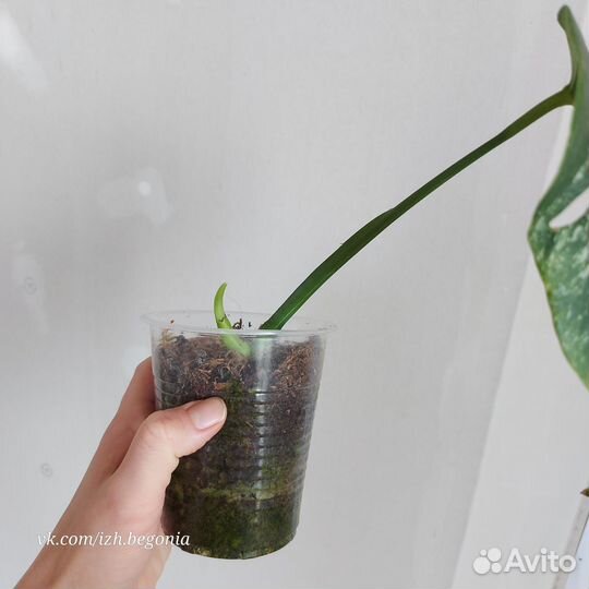 Монстера вариегатная Альба