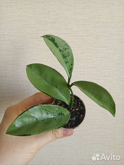 Хойи Kerry, Acuta, Nong Nooch, Mediopicta