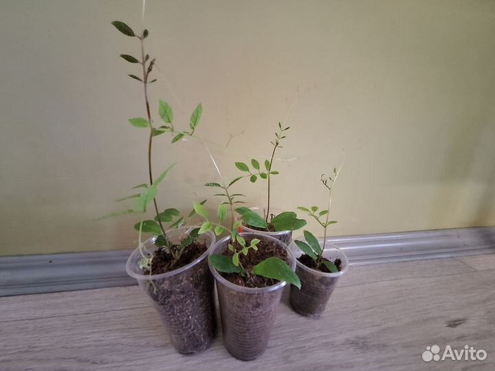 Кобея рассада