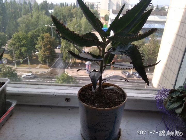 Каланхоэ