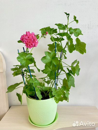 Пеларгония герань плющелистная Pink Chart