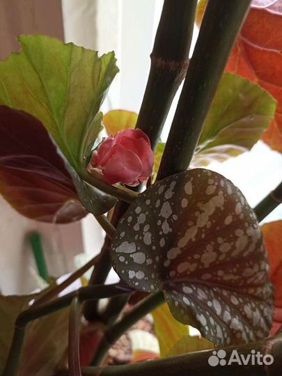 Бегония Коралловая