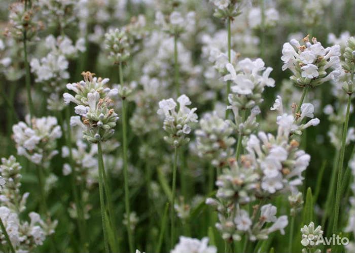 Белая лаванда