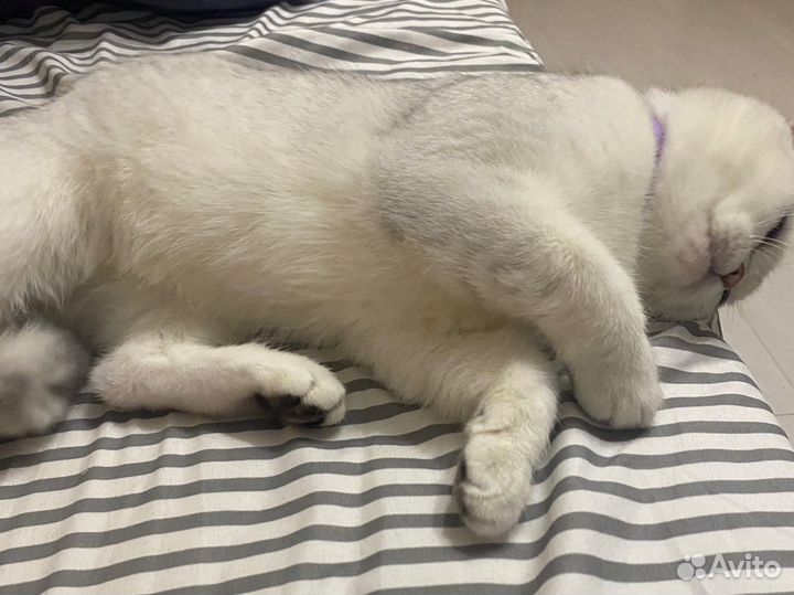 Британская короткошерстная кошка вязка