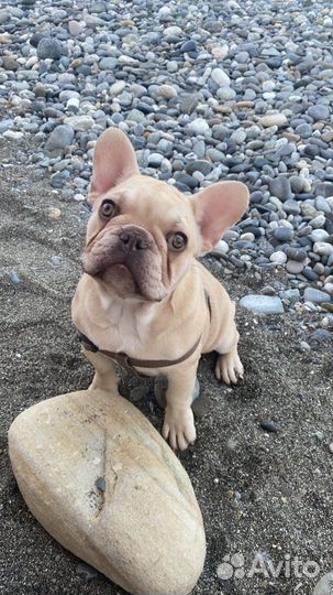 Французский бульдог