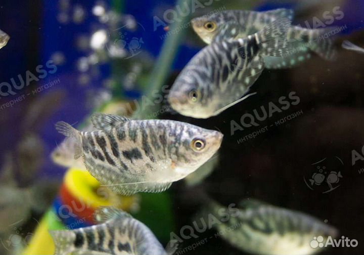 Гуппи, сомы, гурами