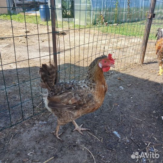 Куры несушки