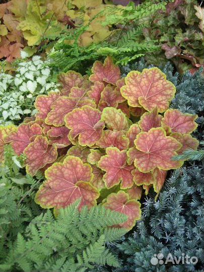 Гейхера 12 сортов