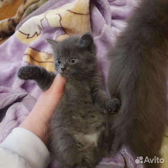 Отдам котят