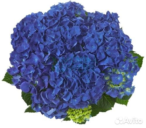 Гортензия крупнолистная