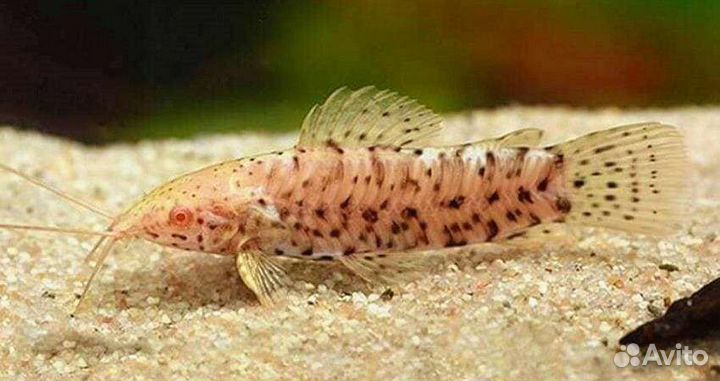 Сом таракатум (альбинос )