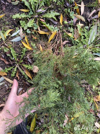 Можжевельник казацкий