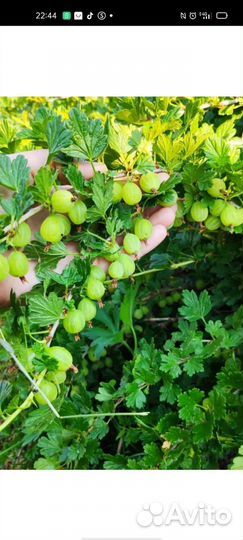 Саженцы крыжовника