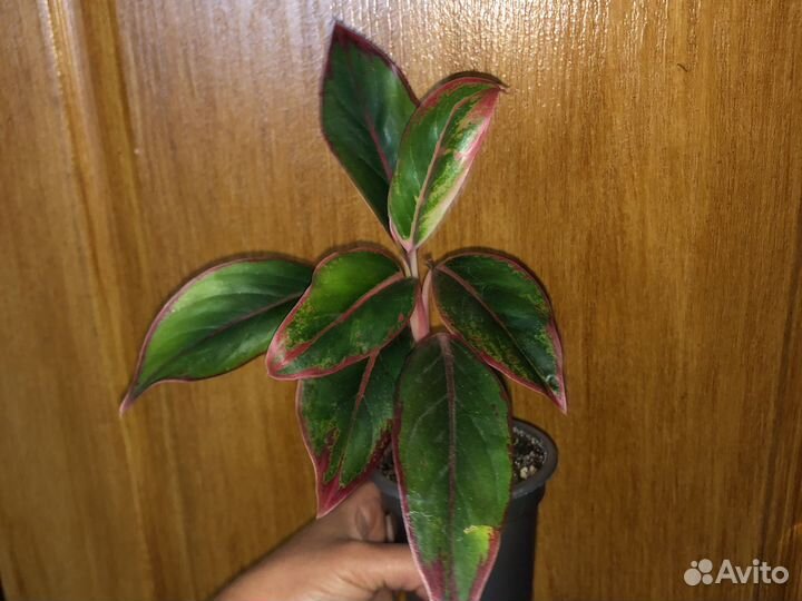 Аглаонема сортовые