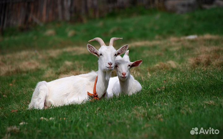 Дойная Коза и козочка 1 год