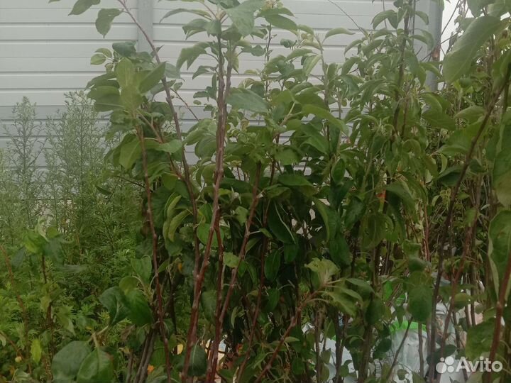 Яблоня, слива, груша, вишня, черешня и др