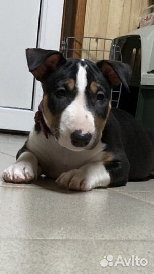 Миниатюрный бультерьер