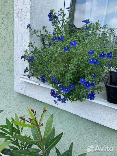 Бакопа рассада