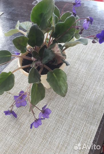 Фиалка на цвету