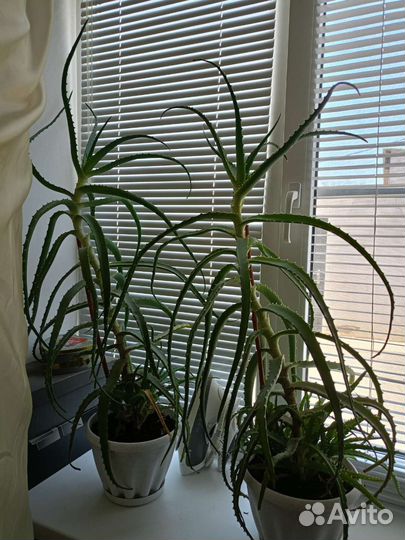 Алоэ лечебный