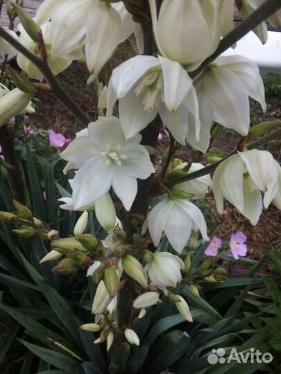 Юкка садовая