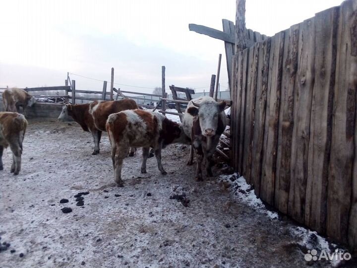 Коровы