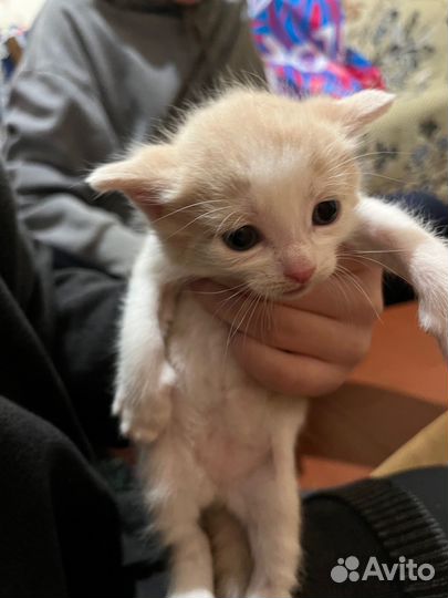 Котёнок бесплатно