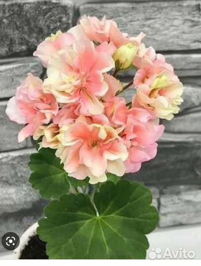 Пеларгония герань сортовая