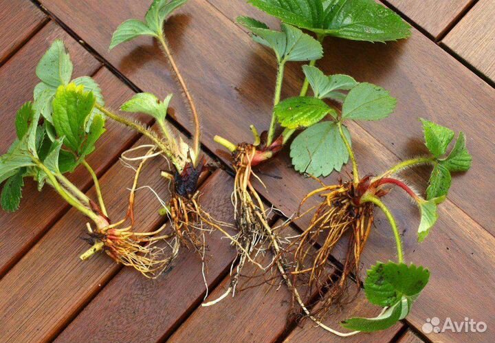 Усы клубники(фестивальная)