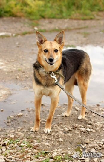 Позитивная Нелли в поисках дома