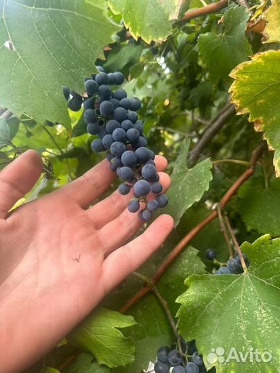 Виноград винный