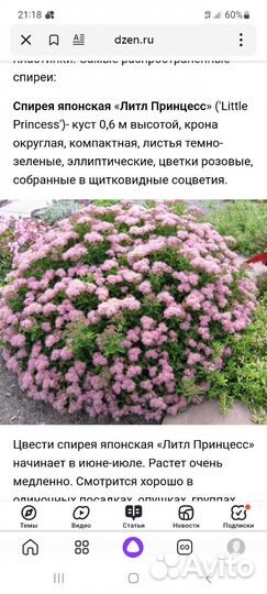 Многолетники для сада