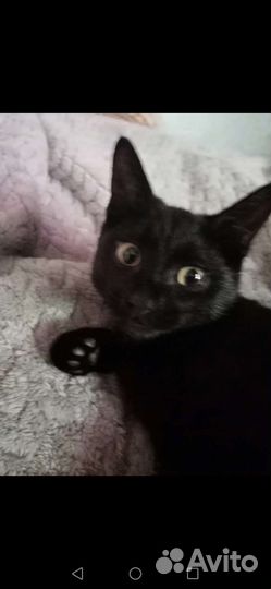 Котенок мальчик