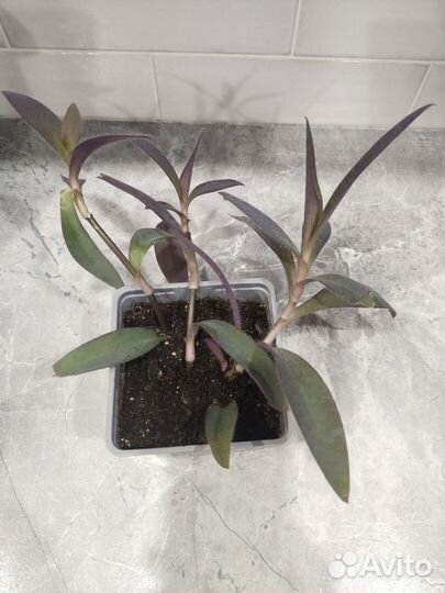 Традесканция фиолетовая