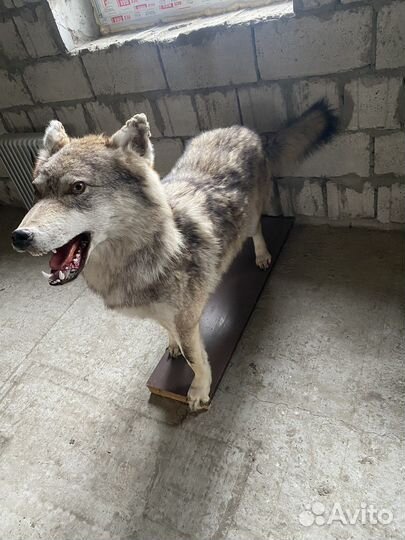 Чучело волка