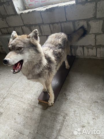 Чучело волка