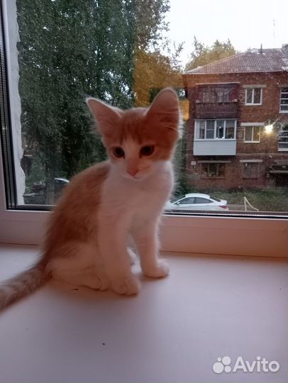 Котята- рыжули в добрые руки бесплатно