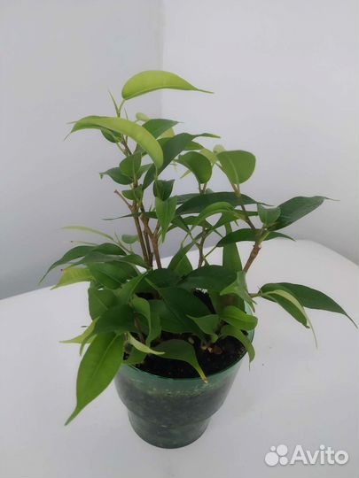 Фикус Бенджамина варьегата и Наташа, Тинеки