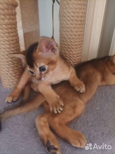 Аби котята весёлые ребята