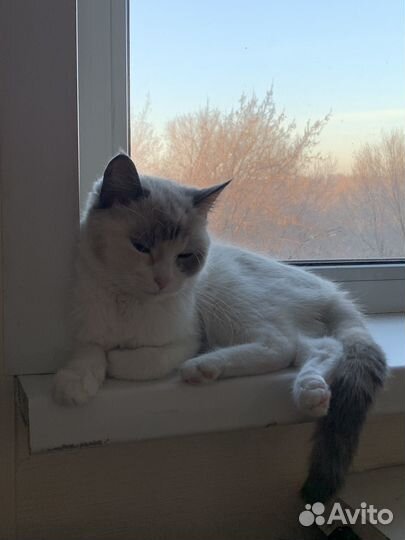 Кошечка в добрые ручки