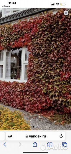 Девечий виноград