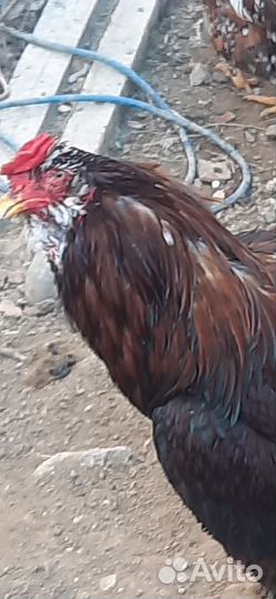 Инкяйцо орловских ситцевых