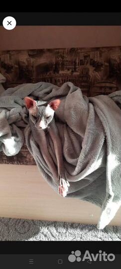 Отдам кота бесплатно