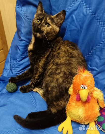 Симона (кошечка мечты)