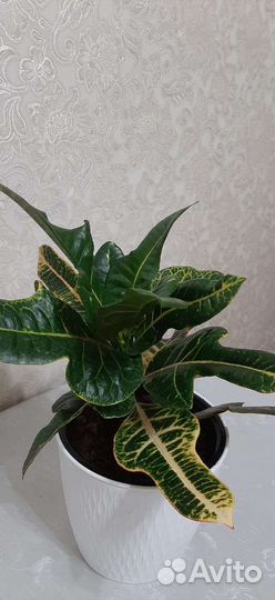 Кодиеум кротон