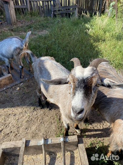Коза дойная